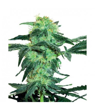 White Ice  3 u. fem. White Label