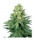 White Widow  3 u. fem. White Label