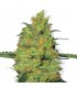 Master Kush  3 u. fem. White Label