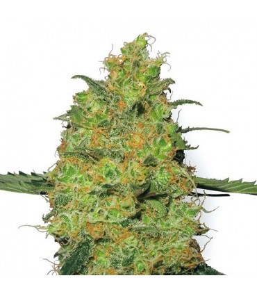Master Kush  3 u. fem. White Label