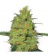 Master Kush  5 u. fem. White Label