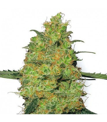 Master Kush  5 u. fem. White Label