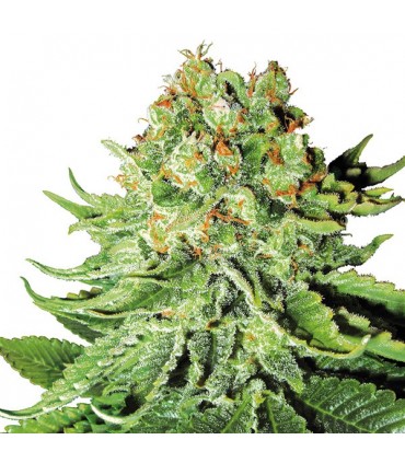 Auto NL  5 u. fem. White Label