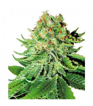 Auto NL 10 u. fem. White Label