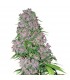 Purple Bud  5 u. fem. White Label