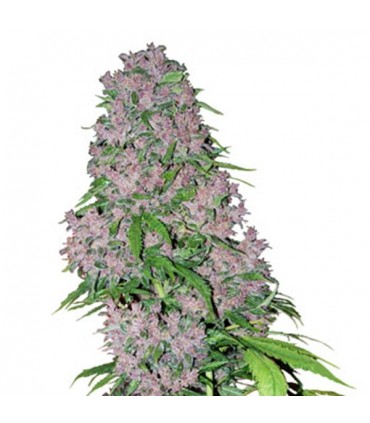 Purple Bud  5 u. fem. White Label