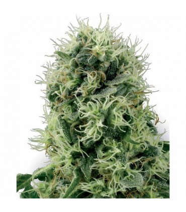 Pure Power Plant  3 u. fem. White Label