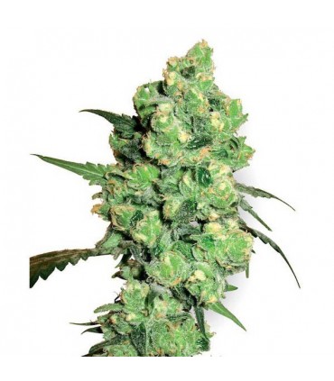 Super Skunk  3 u. fem. White Label