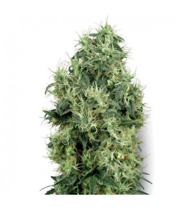 White Gold 10 u. fem. White Label