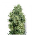 White Gold 10 u. fem. White Label