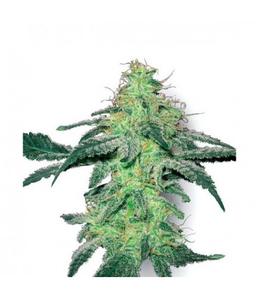 White Skunk  5 u. fem. White Label