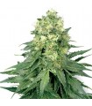 Auto White Widow 10 u. fem. White Label