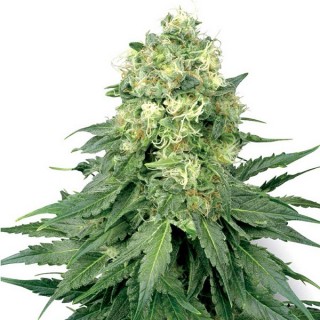 Auto White Widow  3 u. fem. White Label