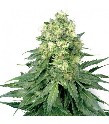 Auto White Widow  3 u. fem. White Label