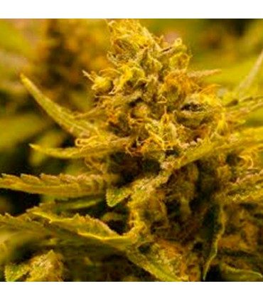 CBD OG 6 u. fem. The Cali Connection