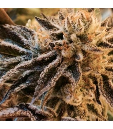 Corleone Kush 6 u. fem. The Cali Connection