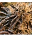 Corleone Kush 6 u. fem. The Cali Connection