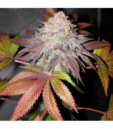 Fruit Cup 6 u. fem. The Cali Connection