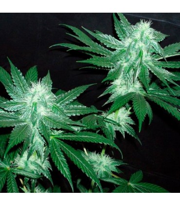 Italian Ice 6 u. fem. The Cali Connection