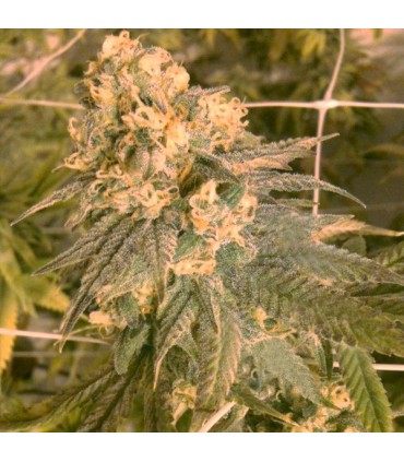 Mint Milano 6 u. fem. The Cali Connection