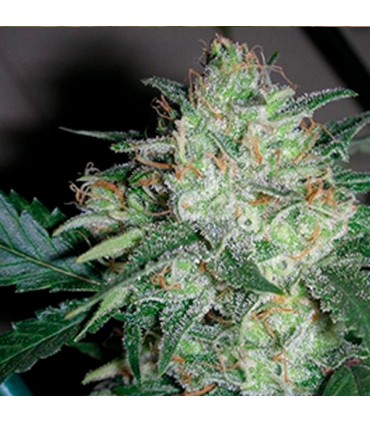 Ogiesel 6 u. fem. The Cali Connection