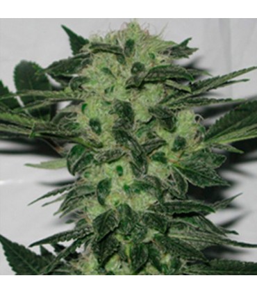 Original Sour Diesel 6 u. fem. The Cali Connection