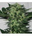 Original Sour Diesel 6 u. fem. The Cali Connection