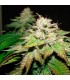 Pre-98 Bubba BX2 6 u. fem. The Cali Connection