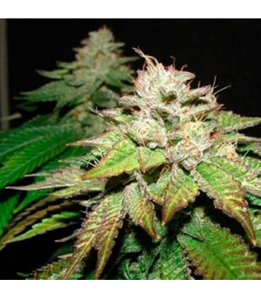 Pre-98 Bubba BX2 6 u. fem. The Cali Connection