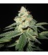 SFV OG Kush 6 u. fem. The Cali Connection