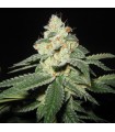 SFV OG Kush 6 u. fem. The Cali Connection