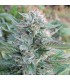 Strawberry OG 6 u. fem. The Cali Connection