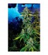 Blue Dream Haze 6 u. fem. The Cali Connection