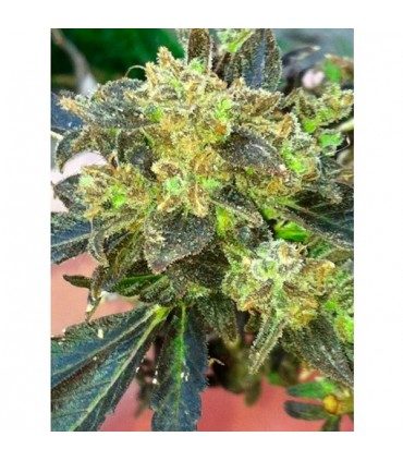 Boss Hogg 6 u. fem. The Cali Connection