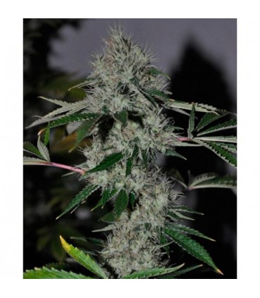 Chem 4 OG 6 u. fem. The Cali Connection