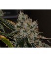 Chem 91 6 u. fem. The Cali Connection