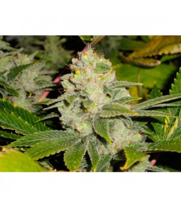 Dead Head OG 6 u. fem. The Cali Connection