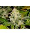 Dead Head OG 6 u. fem. The Cali Connection