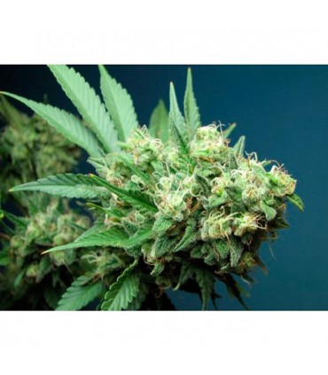 Green Crack 6 u. fem. The Cali Connection