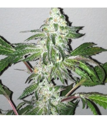 Girl Scout Cookies 6 u. fem. The Cali Connection