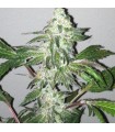 Girl Scout Cookies 6 u. fem. The Cali Connection