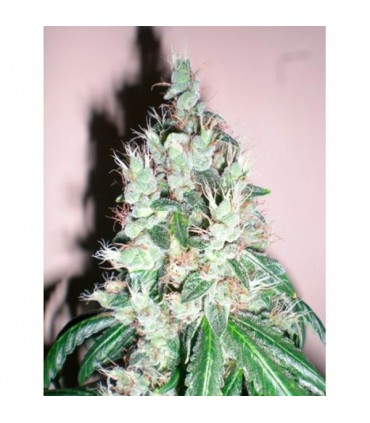 Jamaican OG 6 u. fem. The Cali Connection