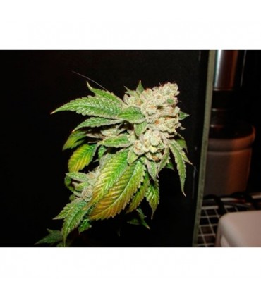 Larry OG Kush 6 u. fem. The Cali Connection