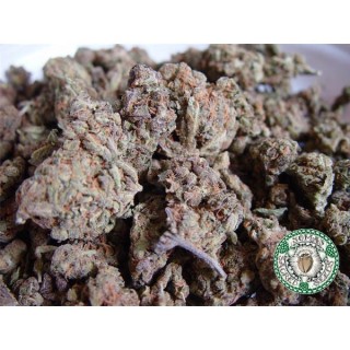 Amnesia Haze 10 u. fem. Soma Seeds