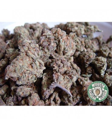 Amnesia Haze 10 u. fem. Soma Seeds
