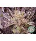 Lavender 10 u. fem. Soma Seeds