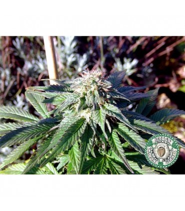 Rock Bud 10 u. fem. Soma Seeds