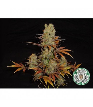 Somango  10 u. fem. Soma Seeds