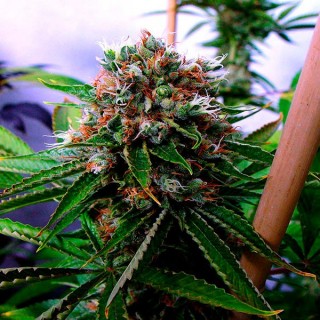 Buddha's Sister 10 u. fem. Soma Seeds (Formato antiguo)