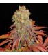 Rock Bud 10 u. fem. Soma Seeds (Formato antiguo)